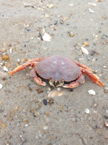 Crab we found on the beach | Healthy, Fit & Barefoot!